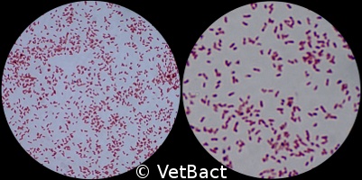 Bordetella bronchiseptica – new images | VetBactBlog